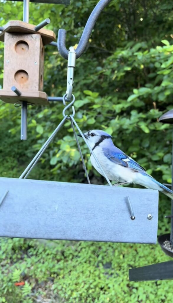 A Blue Jay captured on GoPro camera mounted on a bird feeder.