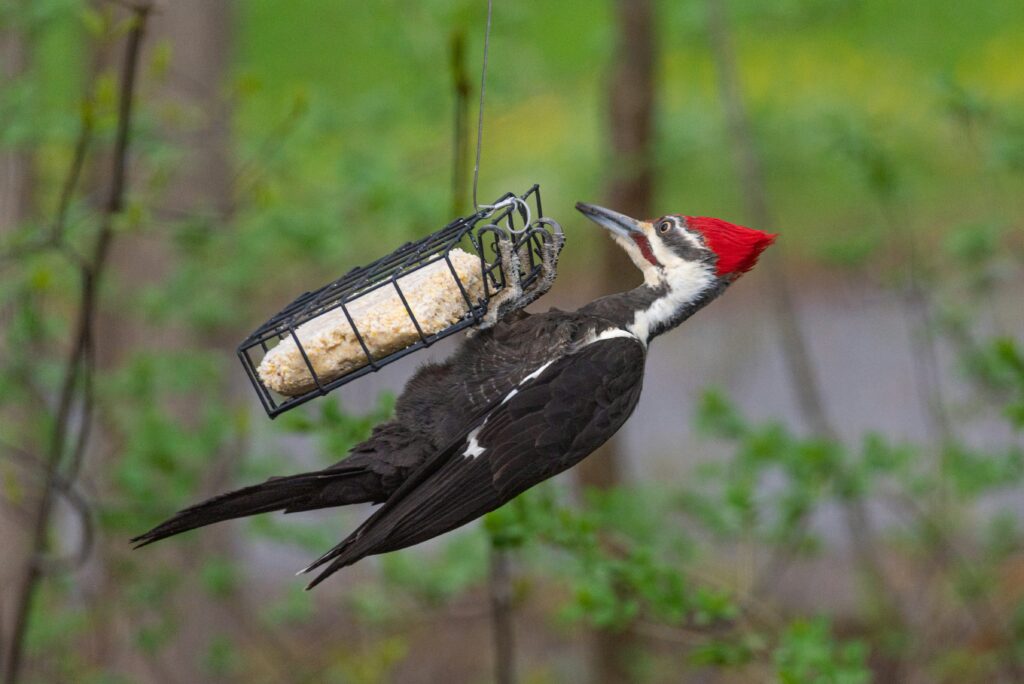 Homemade Suet Recipe Without Peanuts